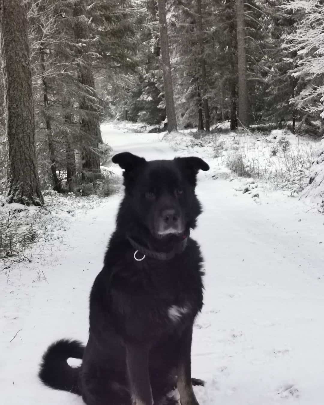 Malaweiler is sitting on the snow