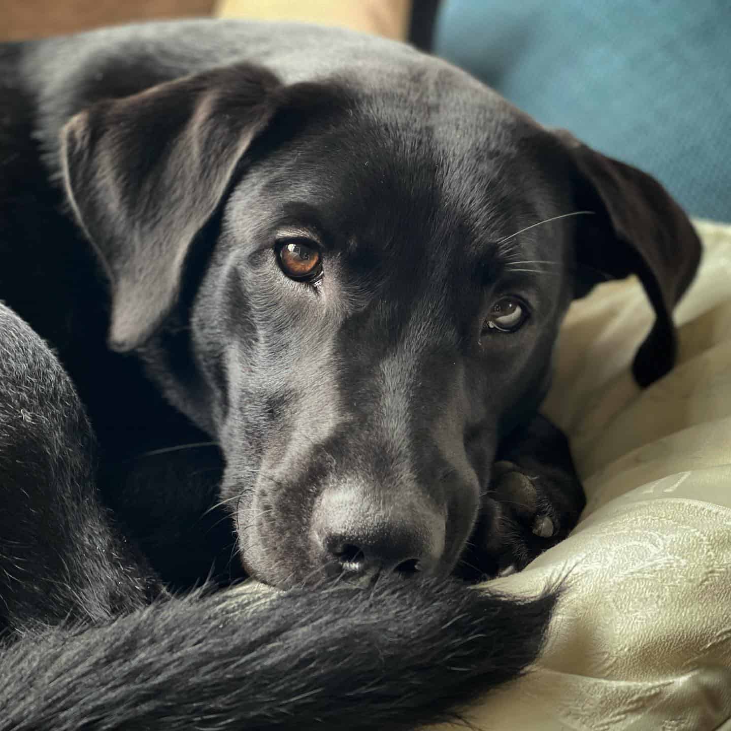 Malinois Lab dog 