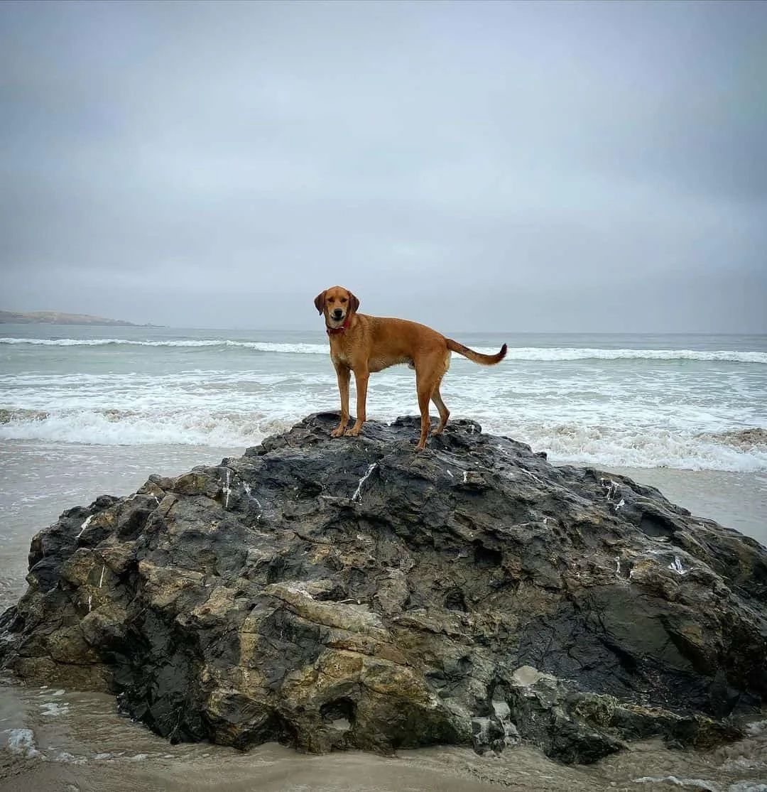Mally Foxhound standing on a rock