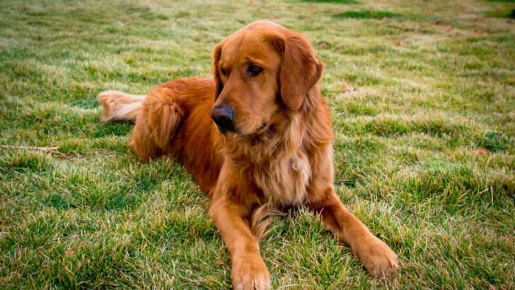 Meet 12 Reputable Golden Retriever Breeders In Colorado