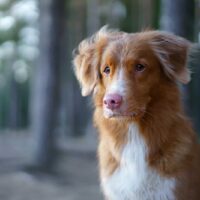 nova scotia duck tolling Retriever in nature,