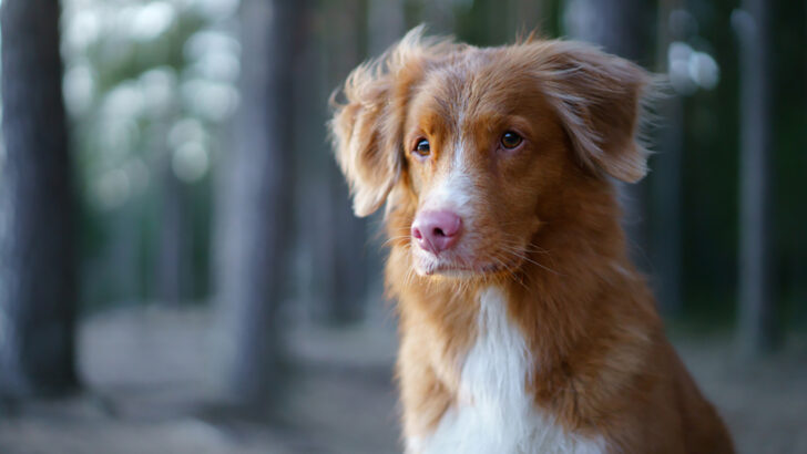 Meet 8 Amazing Nova Scotia Duck Retriever Tolling Mixes