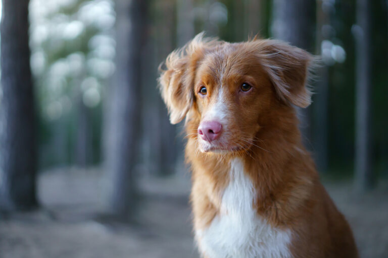 nova scotia duck tolling Retriever in nature,
