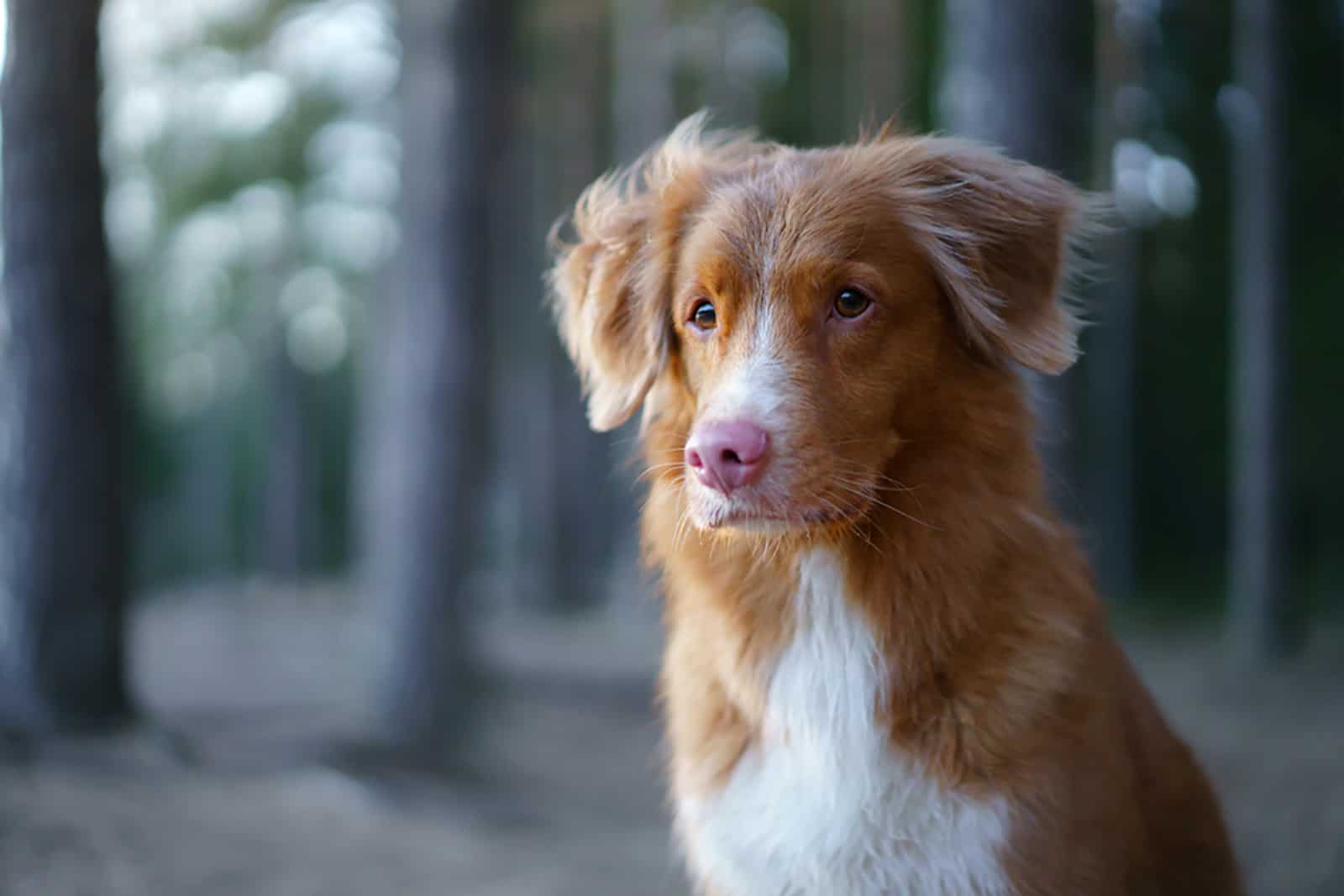 nova scotia duck tolling Retriever in nature,