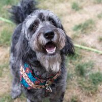 blue merle goldendoodle