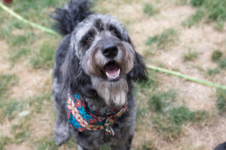 blue merle goldendoodle