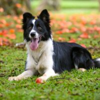 Border Collie