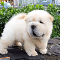 white mini chow chow