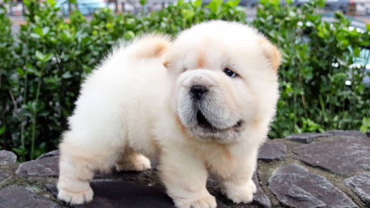 Mini Chow Chow — The Miniature Teddy Bear Dog