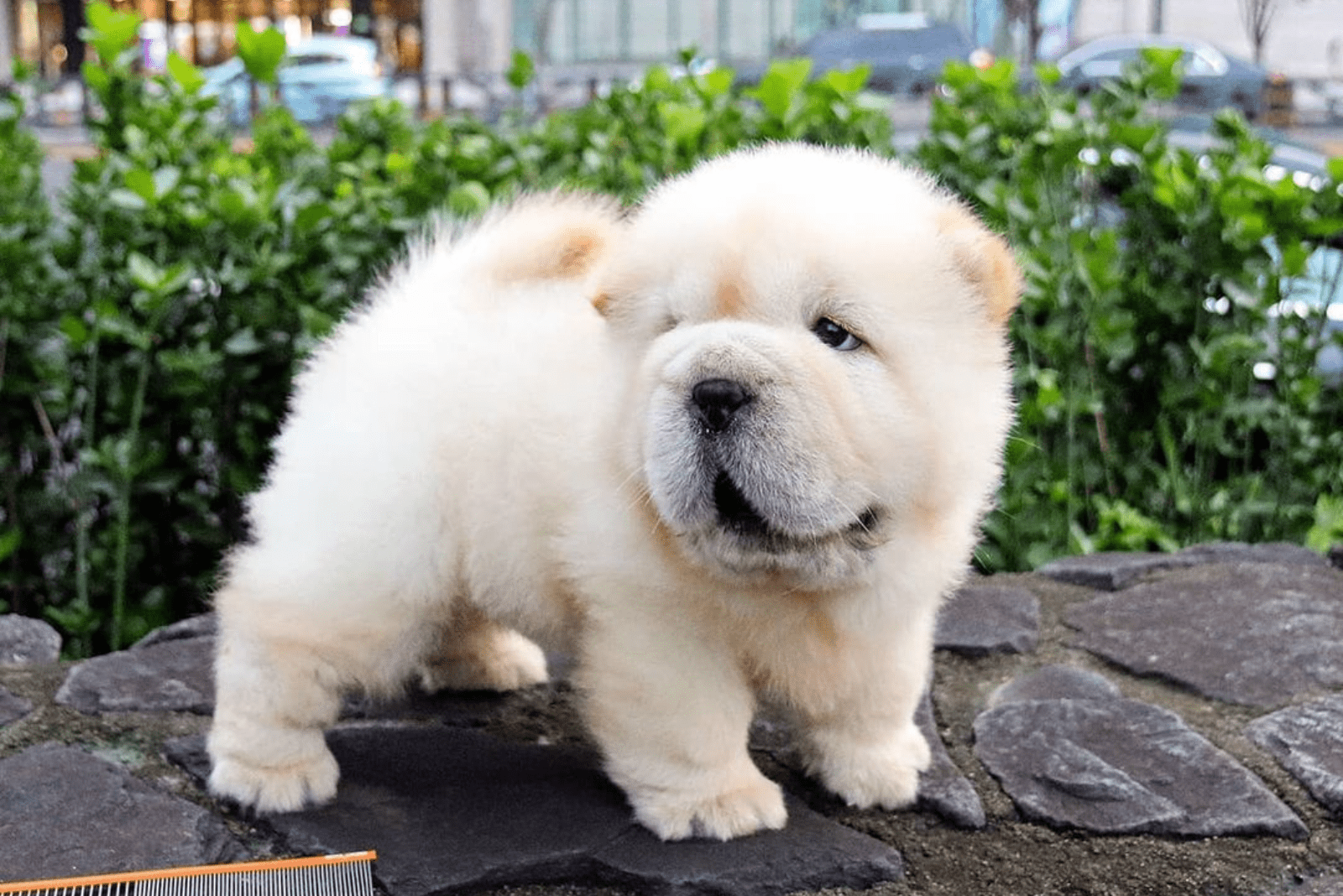 Mini Chow Chow — The Miniature Teddy Bear Dog
