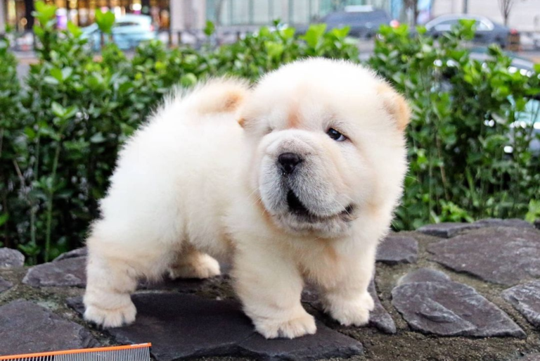 white mini chow chow