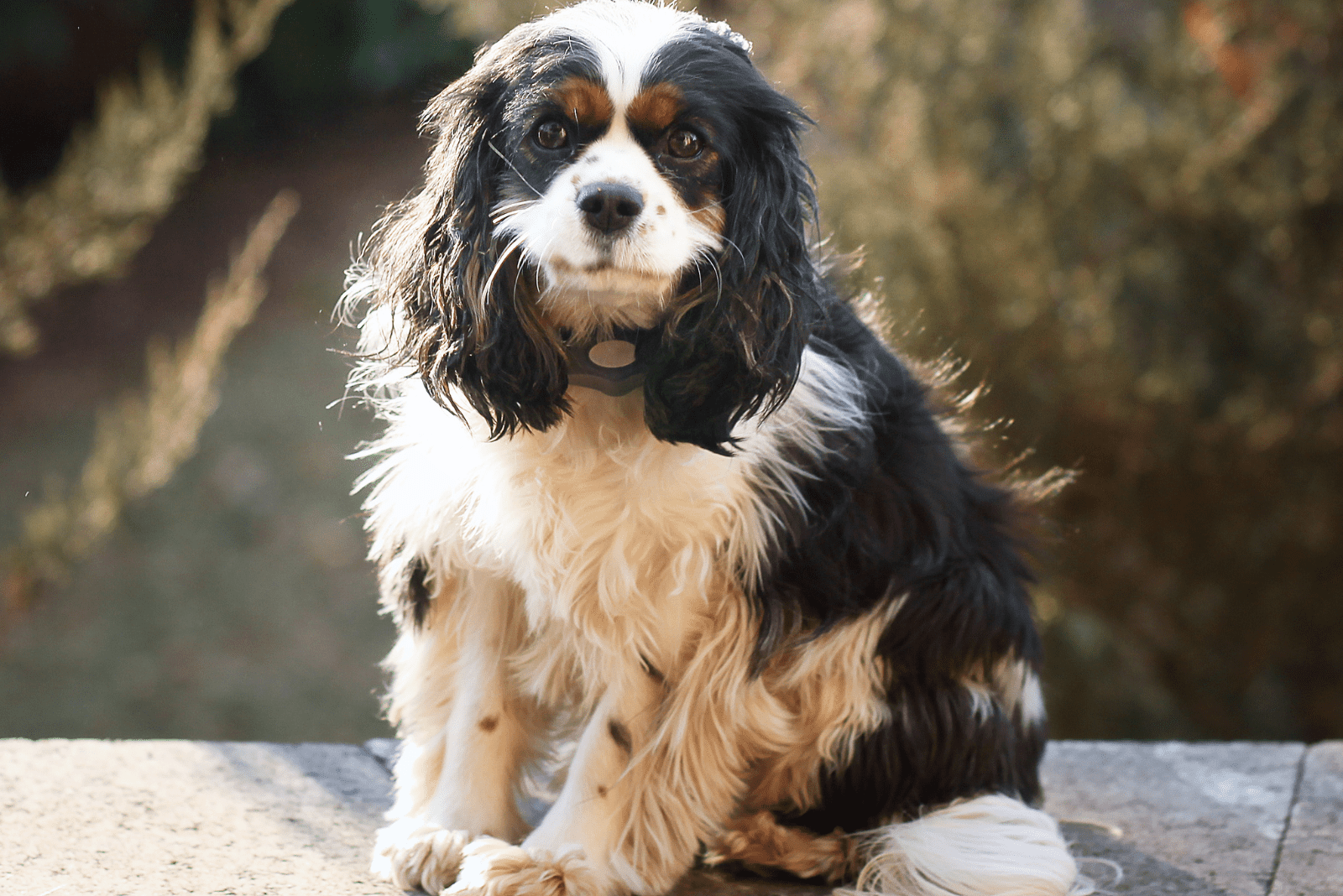 Mini Cocker Spaniel sitting on the wall