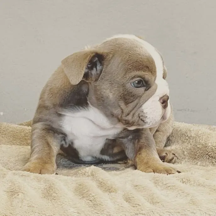 Mini English Bulldog sitting on a blanket