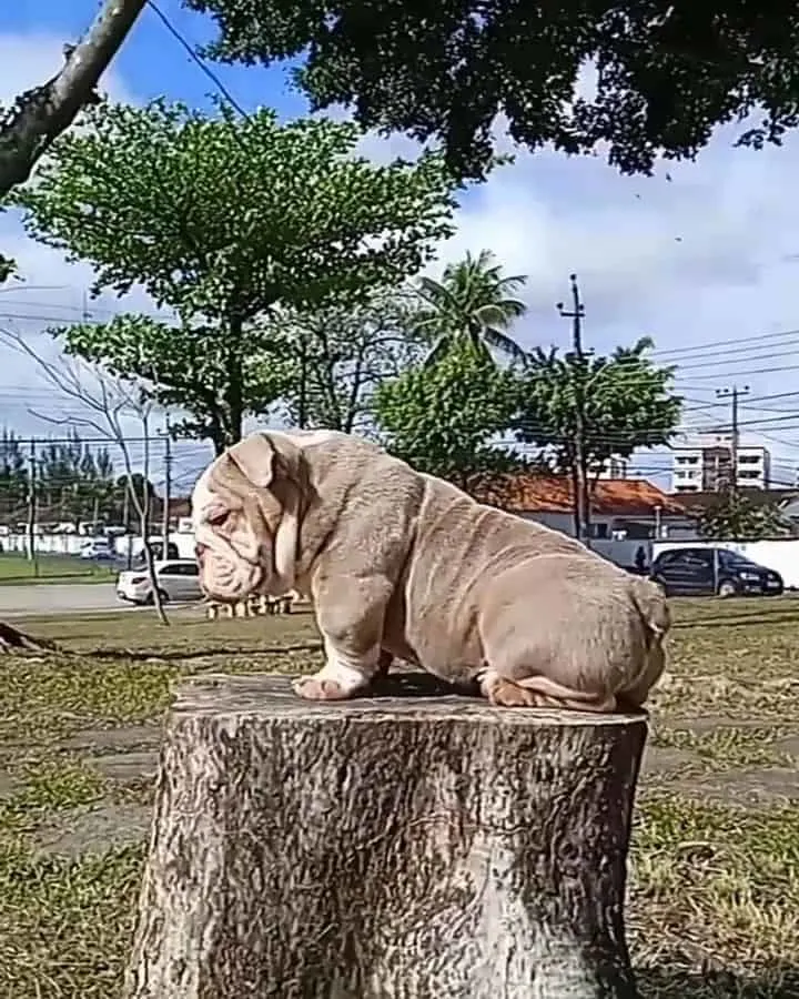 Mini English Bulldog sitting on a tree