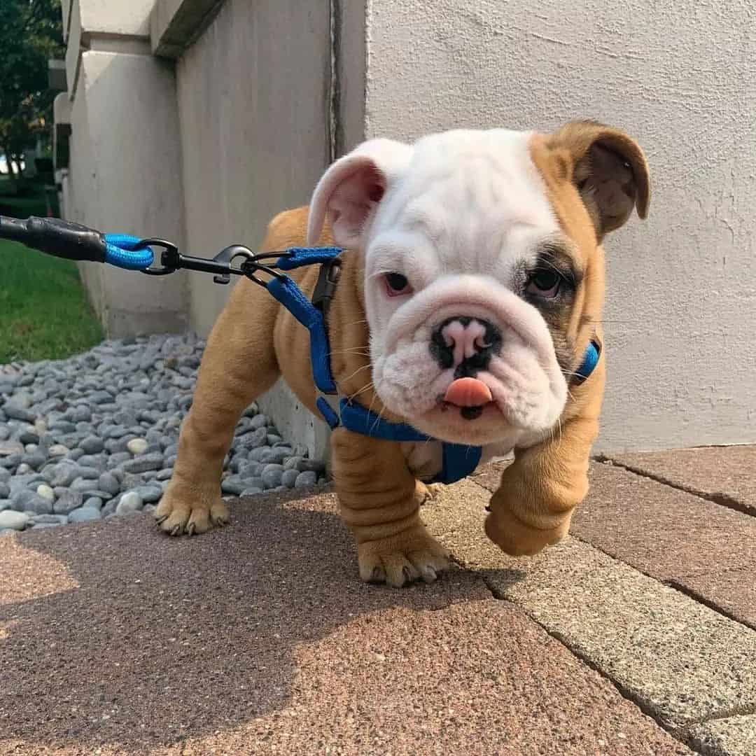Mini English Bulldog walks on a leash