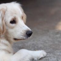 mini golden retriever