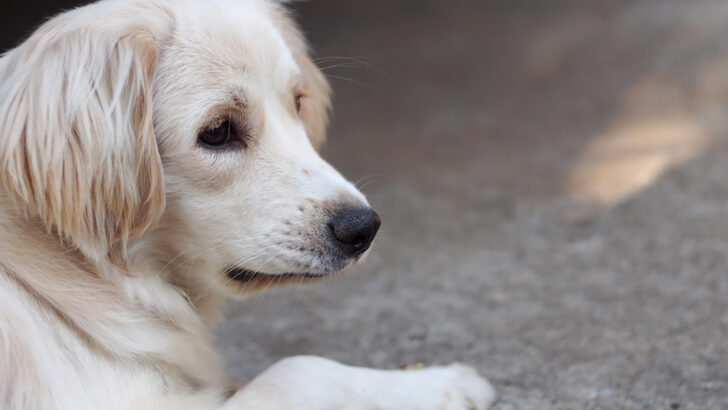 Mini Golden Retriever: A Purebred Or A Crossbreed?