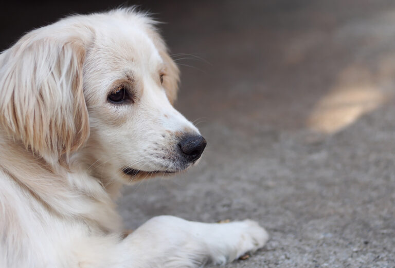 mini golden retriever