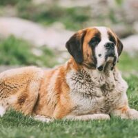 Mini St. Bernard lying on grass