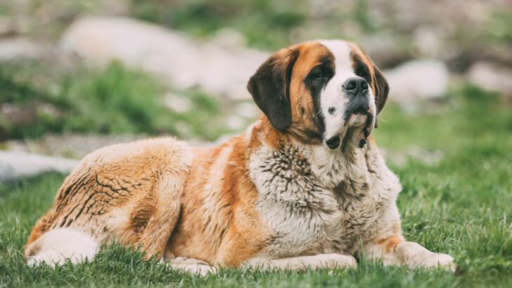 Mini St. Bernard: 14 Reasons To Own Or Not Own It