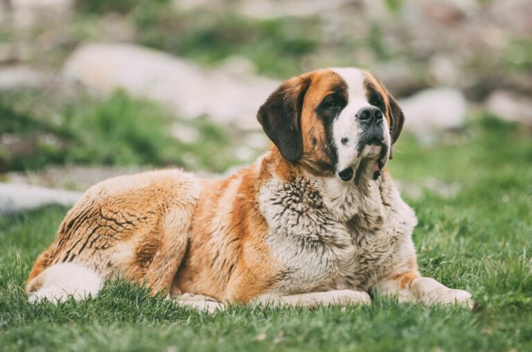Mini St. Bernard lying on grass