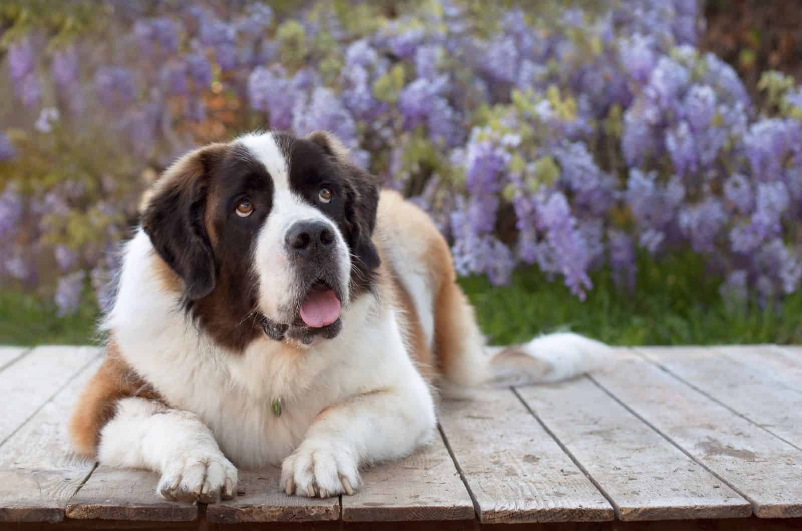 Mini St. Bernard lying on deck