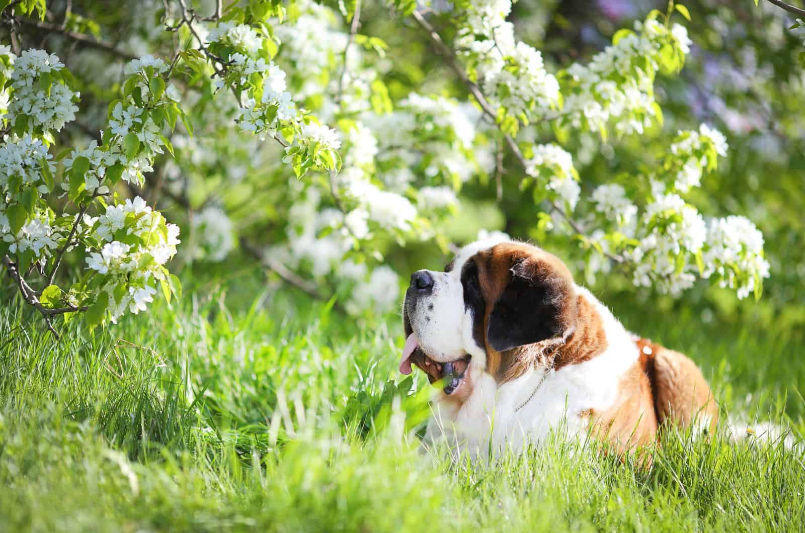 Mini St. Bernard lying on grass