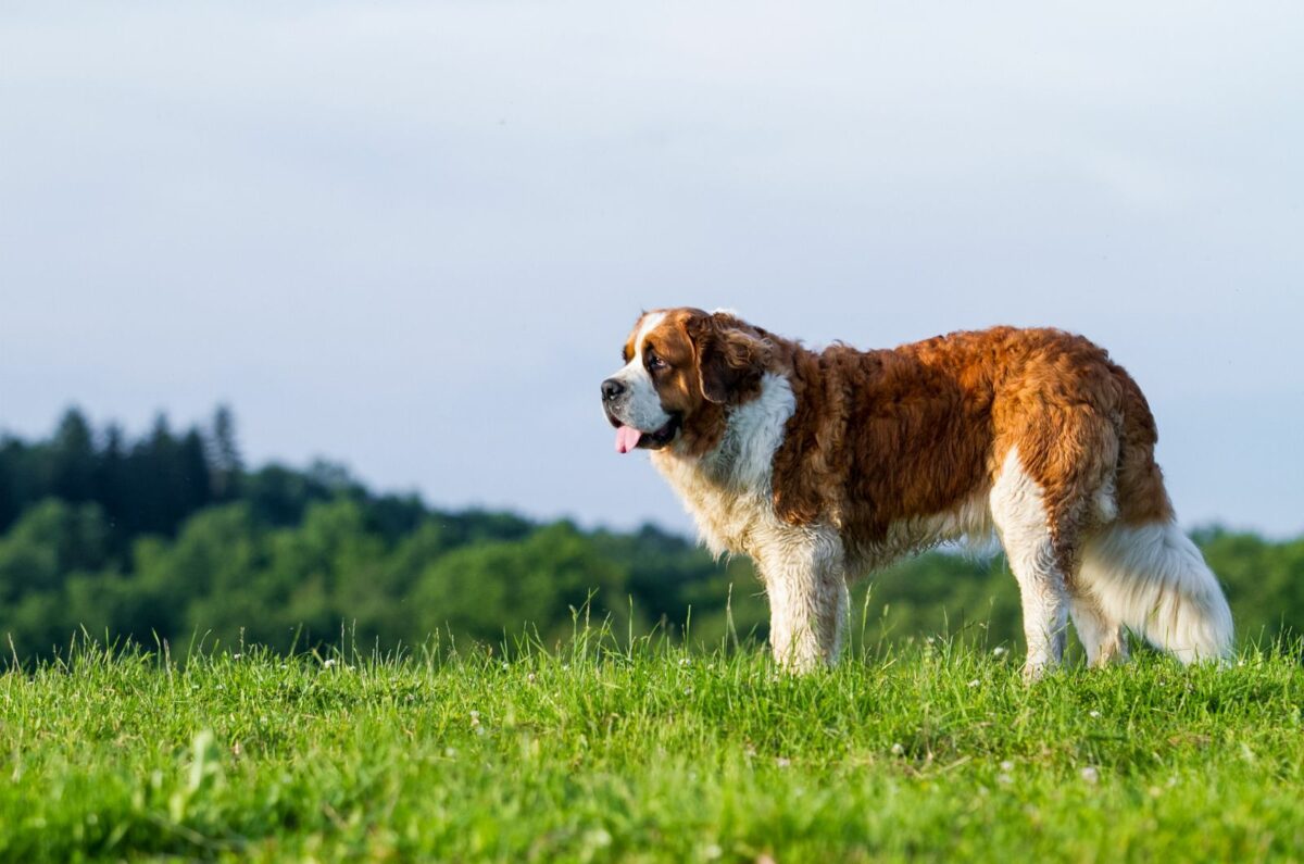 Mini St. Bernard: 14 Reasons To Own Or Not Own It