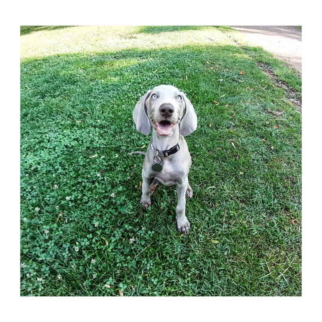 Mini Weim is sitting on the grass