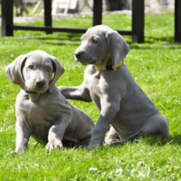 two adorable Mini Weims are sitting on the grass