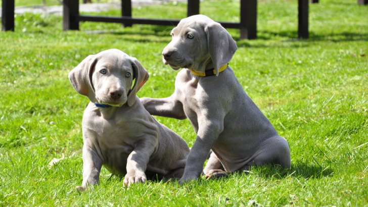 Mini Weimaraner: Shrunken Down To Cuteness