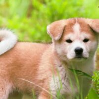 cute little akita inu dog