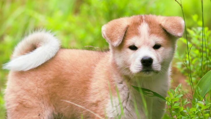 Miniature Akita: Everything You Always Wanted To Know