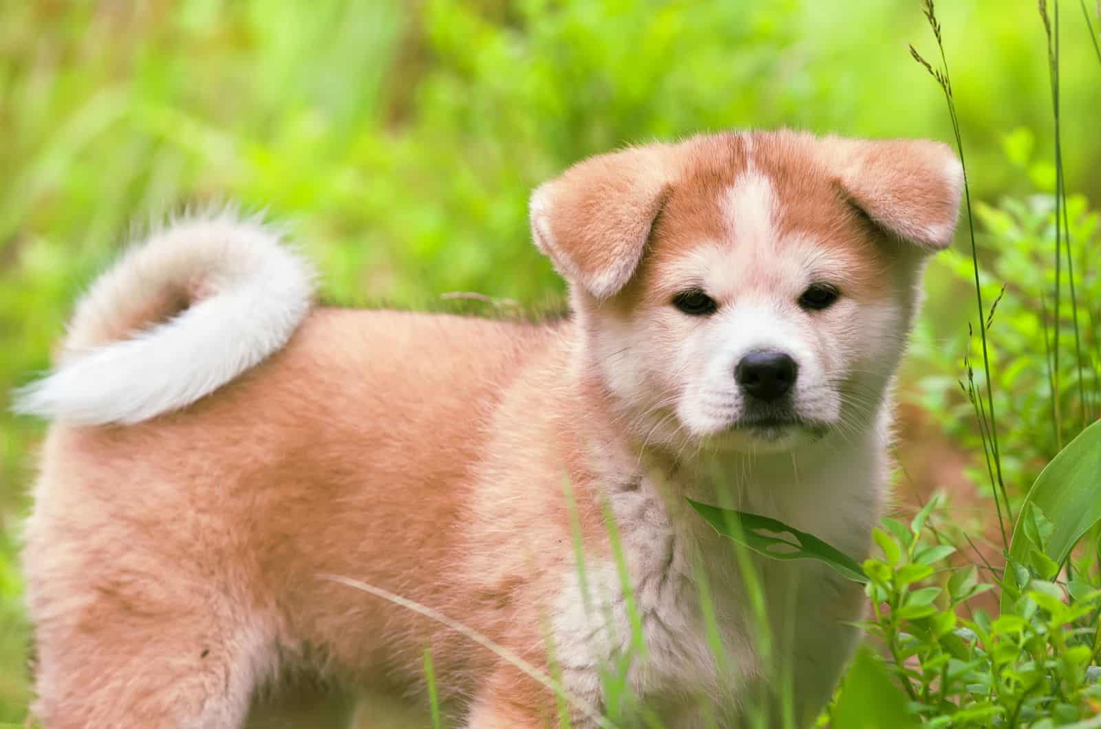cute little akita inu dog