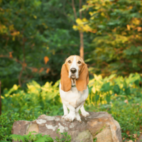 Basset Hounds sitting on a rock
