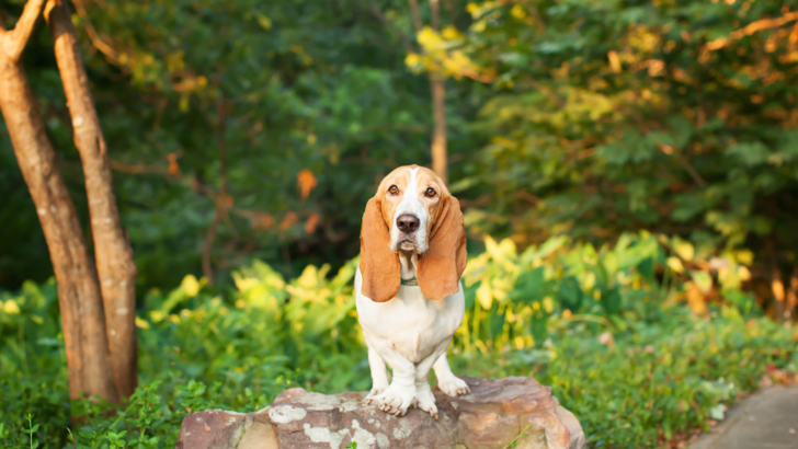 Miniature Basset Hound: A Full Guide To The Cutest Low-Rider