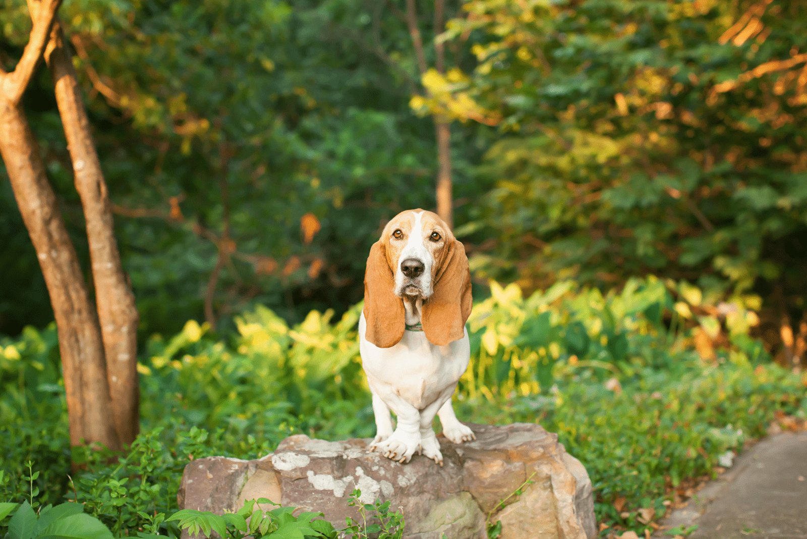 Miniature Basset Hound: A Full Guide To The Cutest Low-Rider