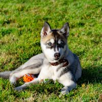 miniature husky lying on the grass