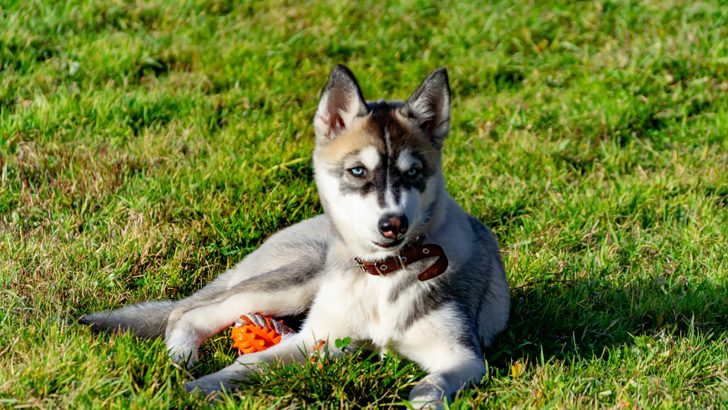 Miniature Husky: The Mini Blue Eye Wonder