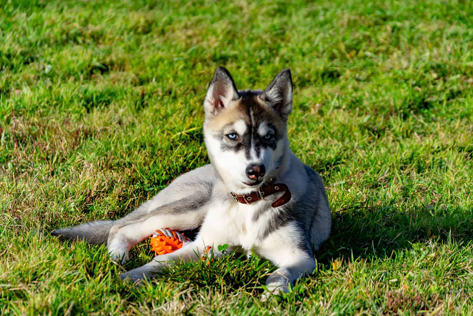 miniature husky lying on the grass