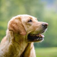 miniature labrador outdoors