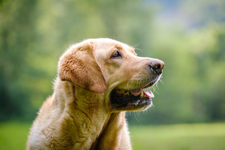 miniature labrador outdoors