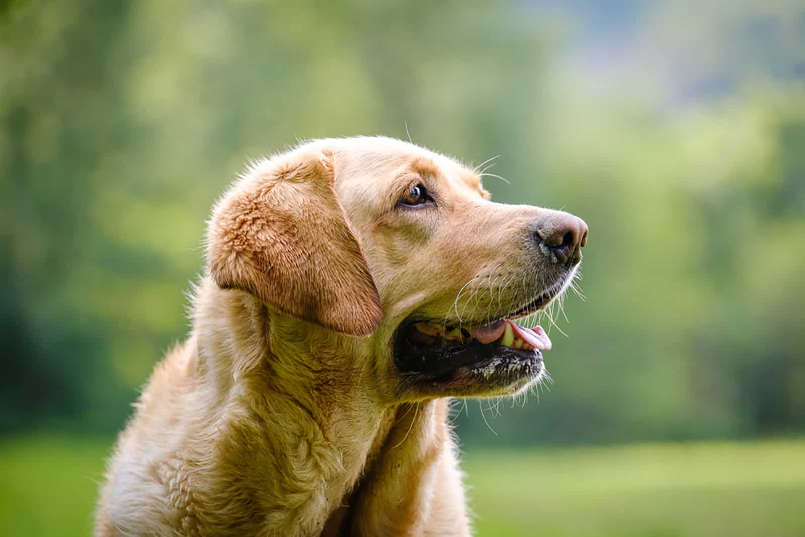 Miniature Labrador: A Smaller Version Of The Popular Lab