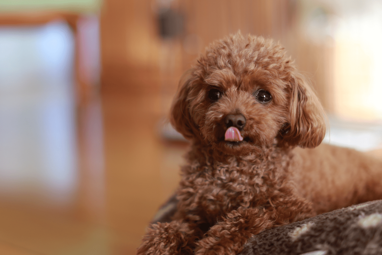 Miniature Poodle is lying down and looking at the camera