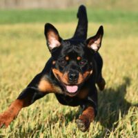 miniature rottweiler running in the grass