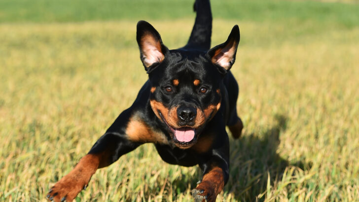 Miniature Rottweiler — The Mini Canine Wonder