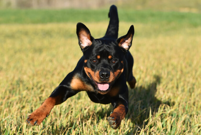 miniature rottweiler running in the grass