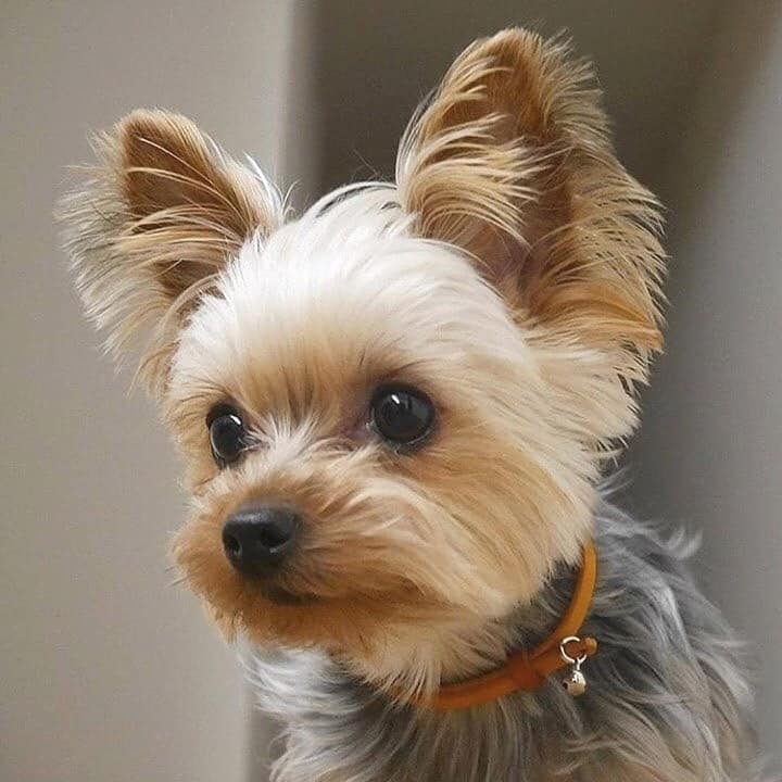 Morkie dog