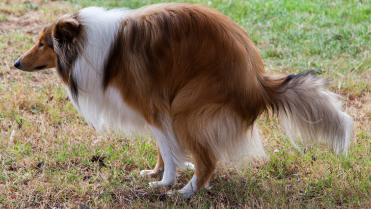 My Dog Has Diarrhea But Is Acting Fine: 10 Common Reasons