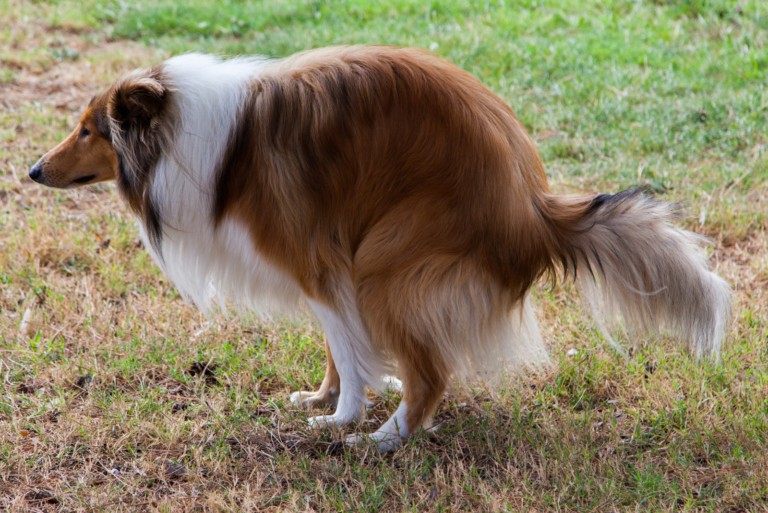 the dog defecates in the park